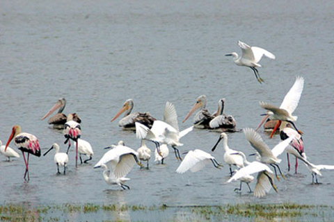 Sri Lanka: 2-dniowe safari w Parku Narodowym YalaSafari: Opcja ekonomiczna