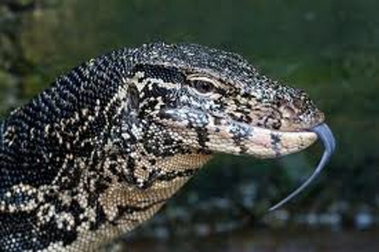 Madu Ganga: Mangrove Lagoon & Bentota Boat Tour