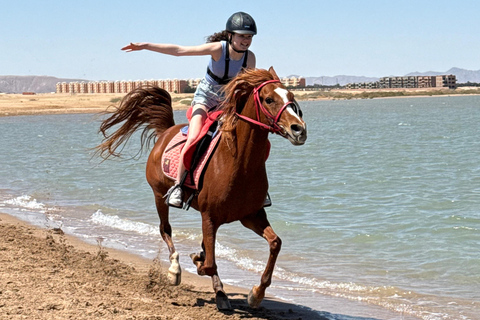 Hurghada: Swimming & Horse riding with FREE Photos & Videos 2-Hour Horse Swimming & Photos with Transfer