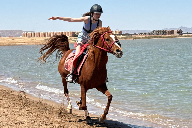 Hurghada: Swimming & Horse riding with FREE Photos & Videos 2-Hour Horse Swimming & Photos with Transfer