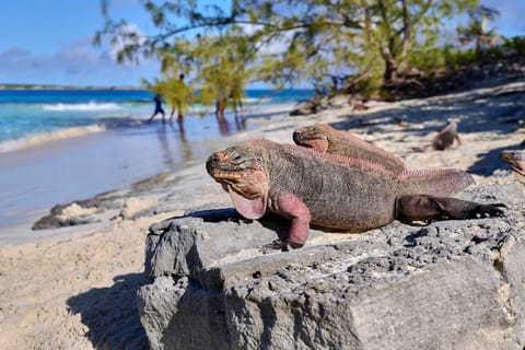 From Nassau: Exuma Swimming Pigs, Sharks and More