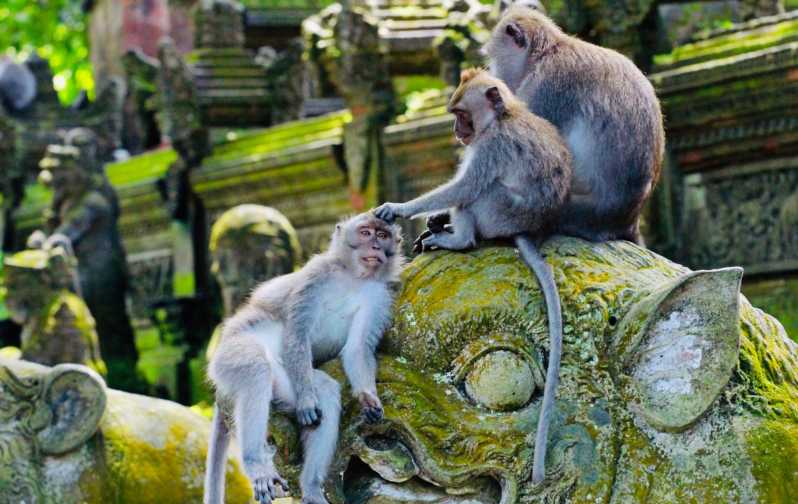 Ubud: Monkey Forest, Rice Terrace, Temple & Waterfalls Tour