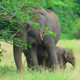 Sri Lanka: Safari de dos días por la vida silvestre de Yala