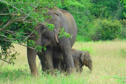 Sri Lanka: 2-dniowe safari w Parku Narodowym YalaSafari: Opcja ekonomiczna