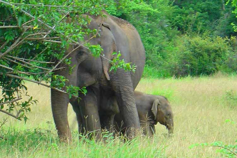 Sri Lanka: 2-dniowe safari w Parku Narodowym YalaSafari: Opcja ekonomiczna