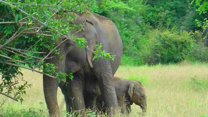 sri lanka twoday yala wildlife safari