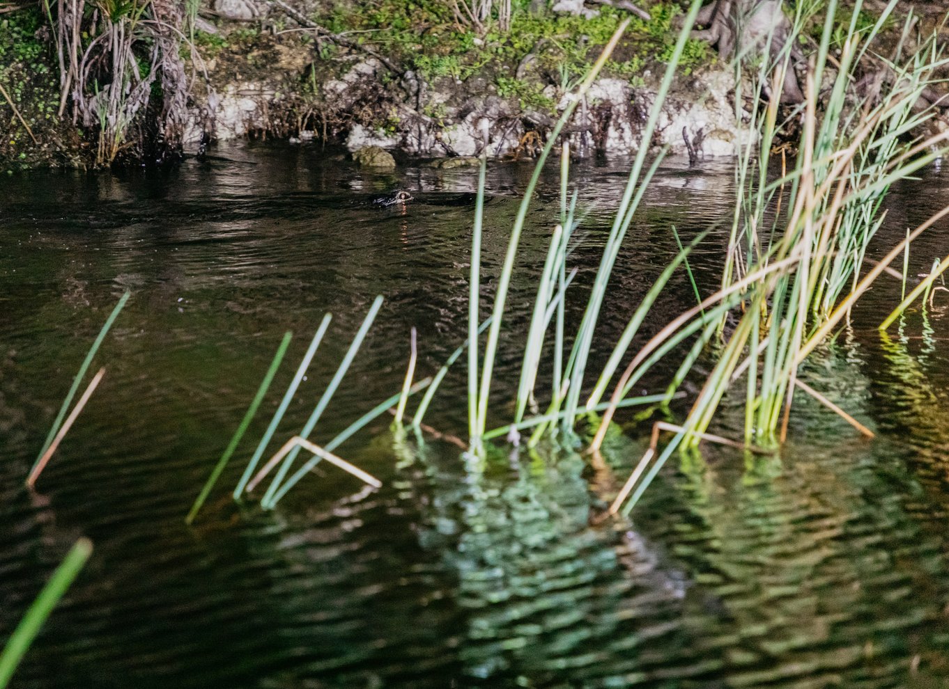 Everglades: 1-times aftentur i airboat