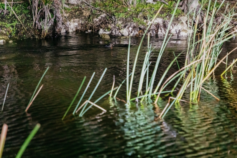 Les Everglades : visite nocturne d'une heure en hydroglisseurParc de loisirs Sawgrass : visite nocturne d'une heure en hydroglisseur