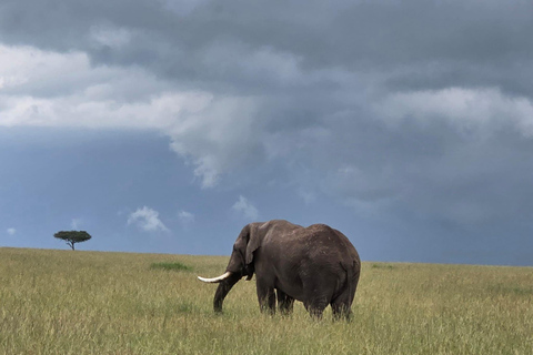 7 Days Best of Uganda Wildlife & Gorilla Encounter