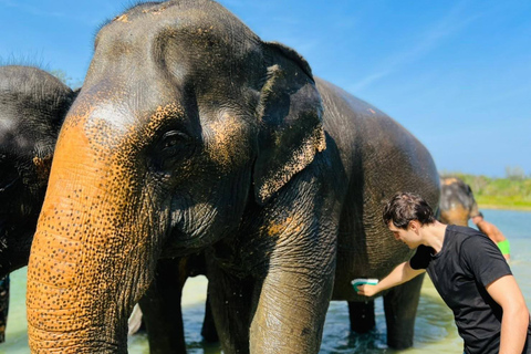 Phuket Explorador de elefantes de medio día en Phuket Elephant CareRecogida en el hotel en Phuket