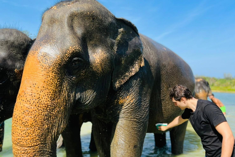 Phuket: Halbtägige Elefantenerkundung bei Phuket Elephant CareHotelabholung in Phuket