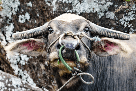 Tana Toraja: tour privato di 3D2N nel Sulawesi meridionaleTour senza voli