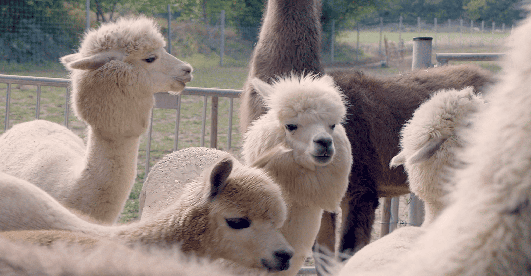 Mödling Vienna, Scenic Guided Hike with Alpacas and Llamas - Housity