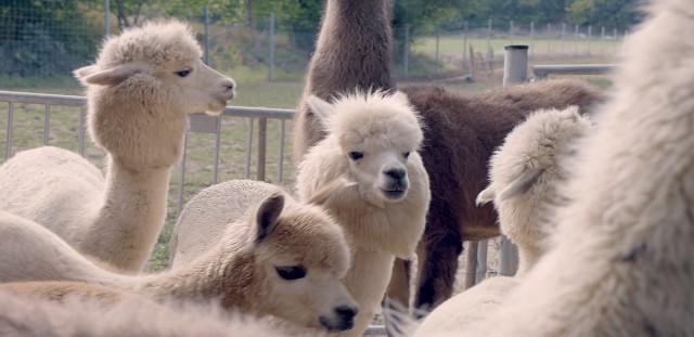 Visit Mödling Vienna Scenic Guided Hike with Alpacas and Llamas in Burgenland
