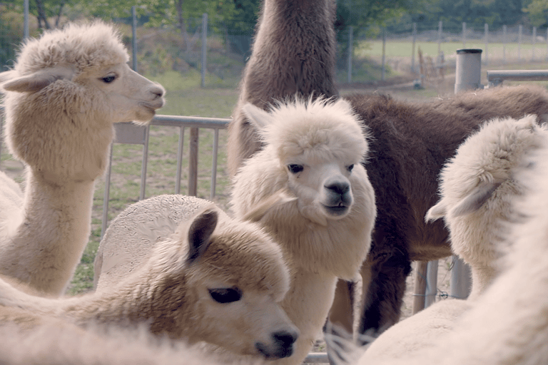 Mödling: Excursión panorámica guiada con alpacas y llamas