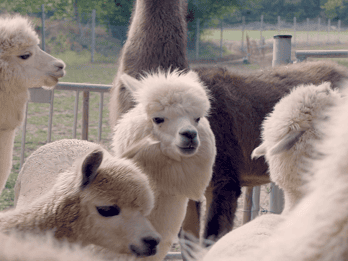 Mödling/Vienna: escursione guidata panoramica con alpaca e lama