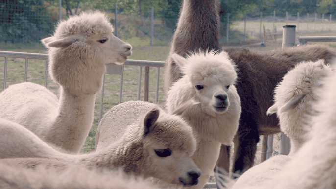Mödling/Vienna: Scenic Guided Hike with Alpacas and Llamas