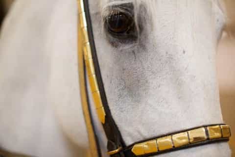 Vienna: Spanish Riding School Training
