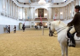 seværdigheder i Wien - Wien: Billet til Den Spanske Rideskoles morgentræning