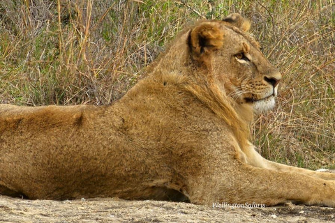 Nairobi National Park Half Day Guided Safaris in 4x4 Vehicle Private Half Day Guided Safaris in 4x4 Open roofed Van