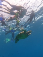 Honolulu, Snorkel with Turtles, Water Scooter, Paddleboard - Housity