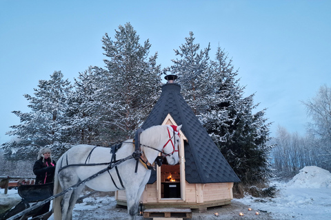 Rovaniemi: Northern Lights Tour with Finnhorses Sleigh Ride
