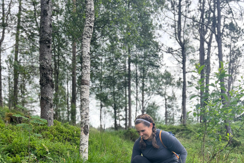 BERGEN I Fløyen Activo - Magische Natur - Wandertour