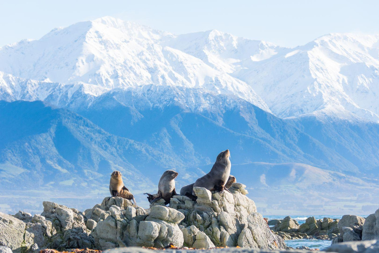 From Christchurch: Kaikōura Day Tour with Kayak
