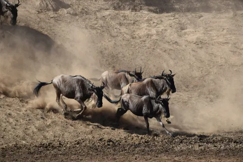Arusha: 6-Day Camping Wild Safari & Kilimanjaro Experience