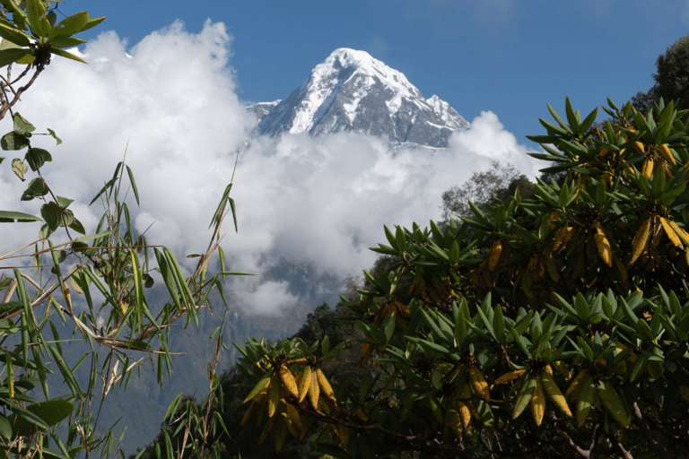 Short Mardi Himal Trek: A Perfect 5-Day Escape from Pokhara