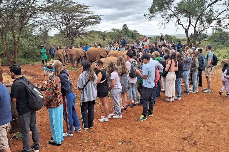 Nairobi : demi-journée de découverte des bébés éléphants et des girafes