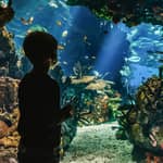 Lisbona: Biglietto d'ingresso all'Oceanário de Lisboa