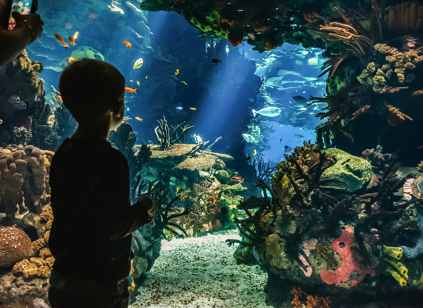 Lissabon: Oceanarium i Lissabon Indgangsbillet