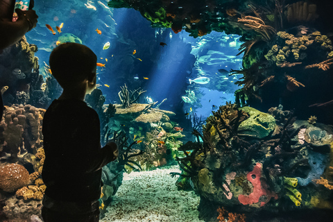 Lisbona: Biglietto d&#039;ingresso per l&#039;Oceanario di Lisbona