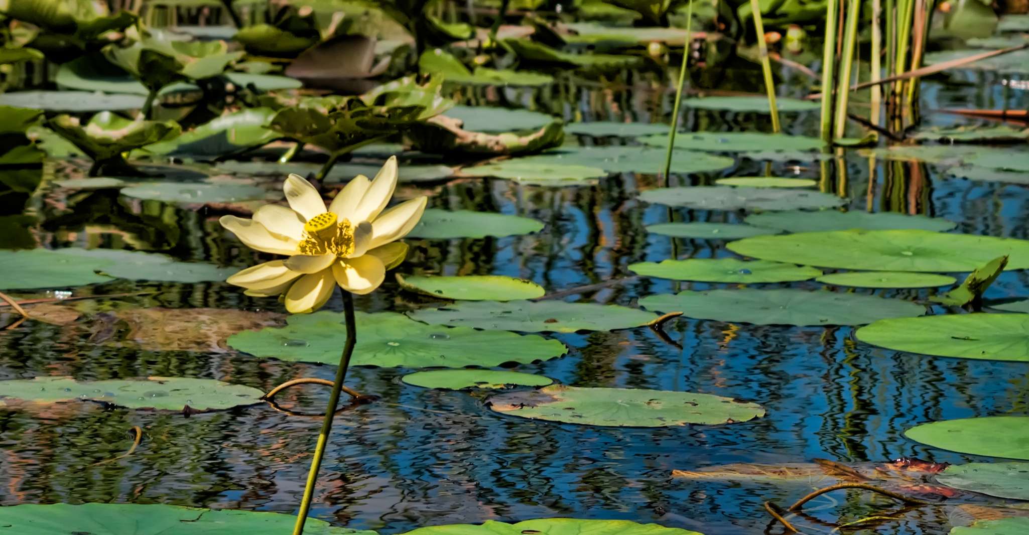 Sawgrass Park, Private 1-Hour Airboat Adventure Tour - Housity