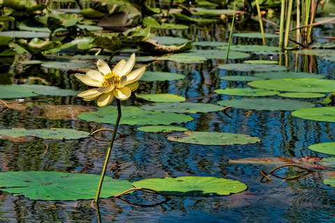 Sawgrass Park: Private 1-Hour Airboat Adventure TourPrivate 1-Hour Airboat Adventure Tour - Day