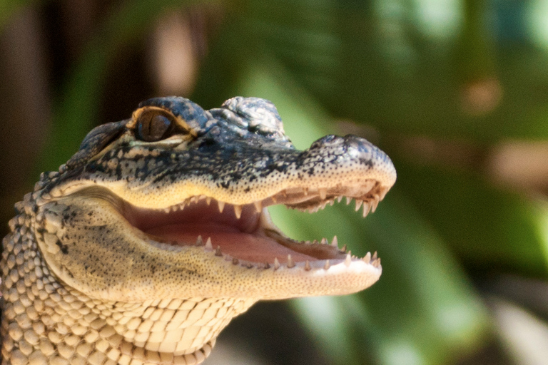 Sawgrass Park: Private 1-Hour Airboat Adventure Tour Private 1-Hour Airboat Adventure Tour - Day