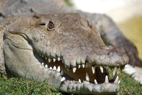 Sawgrass Park: godzinna, prywatna wycieczka poduszkowcem1-godzinna wycieczka przygodowa łodzią powietrzną – w dzień