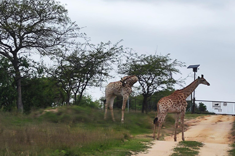 Vanuit Johannesburg: 6-daagse luxe Kruger Park safari