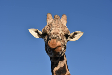 PIRSCHFAHRT UND BREITMAULNASHORN-WANDERSAFARI IN LIVINGSTONE