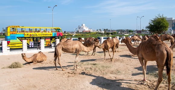 Doha: 24-Hour Hop-On Hop-Off Bus Ticket with Audio Guide