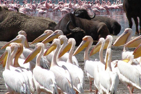 Excursión de 2 días al Lago Nakuru, la Puerta del Infierno y el Lago Naivasha