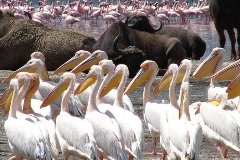 Circuit de 2 jours : lac Nakuru, Hell&#039;s Gate et lac Naivasha