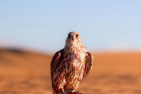 Doha: Premium Half-Day Desert Safari Camel Ride & Inland Sea Doha: Premium Half-Day Desert Safari Camel Ride & Inland Sea