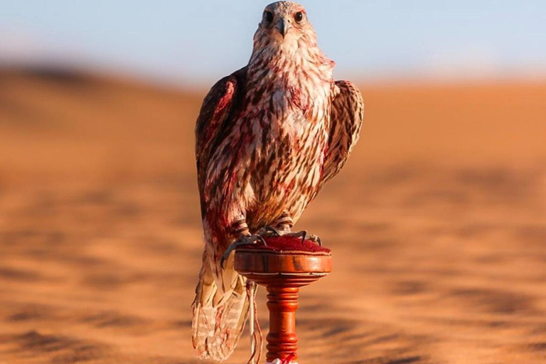 Doha: Premium Half-Day Desert Safari Camel Ride & Inland Sea Doha: Premium Half-Day Desert Safari Camel Ride & Inland Sea