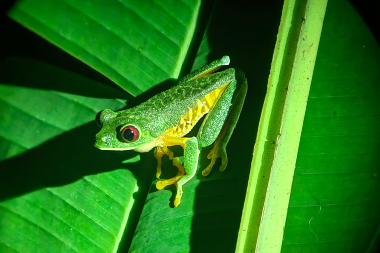 Manuel Antonio Jungle Night Tour