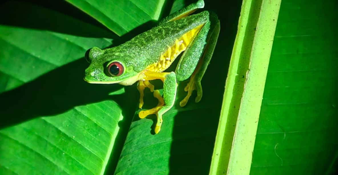Manuel Antonio Jungle Night Tour GetYourGuide