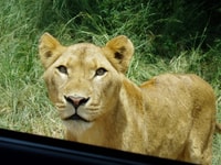 Von Durban, Safari & PheZulu Dorf Tagestour - Hizvo