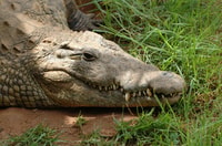 Von Durban, Safari & PheZulu Dorf Tagestour - Hizvo