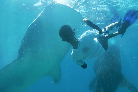 GEMEINSAME TOUREN (Walhai-Schwimmen & Kawasan Canyoneering)